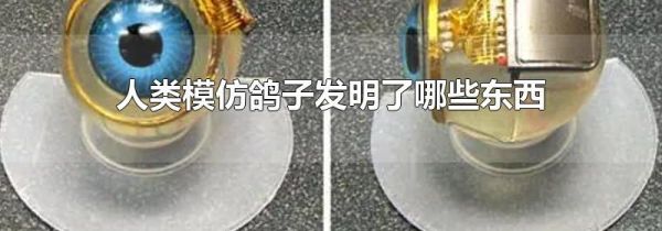 人类模仿鸽子发明了哪些东西