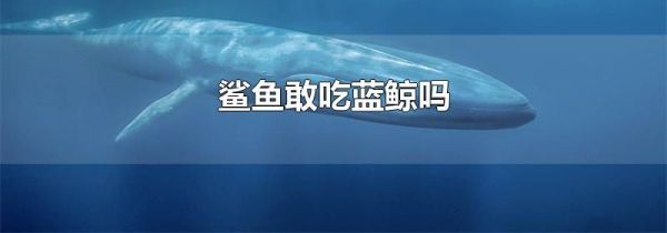 鲨鱼敢吃蓝鲸吗