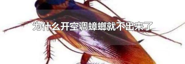 为什么开空调蟑螂就不出来了