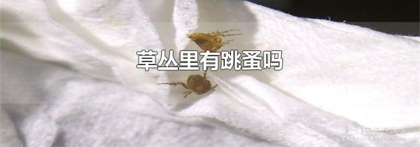 草丛里有跳蚤吗