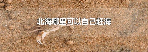 北海哪里可以自己赶海