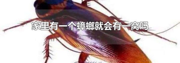家里有一个蟑螂就会有一窝吗
