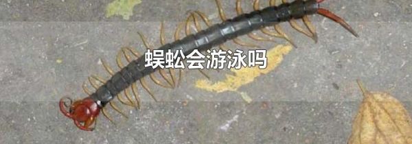 蜈蚣会游泳吗