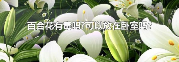 百合花有毒吗?可以放在卧室吗?