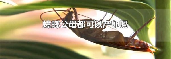 蟑螂公母都可以产卵吗