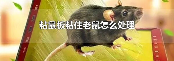 粘鼠板粘住老鼠怎么处理
