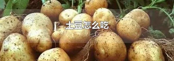 土豆怎么吃