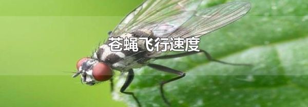 苍蝇飞行速度