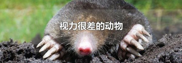 视力很差的动物