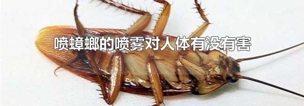 喷蟑螂的喷雾对人体有没有害