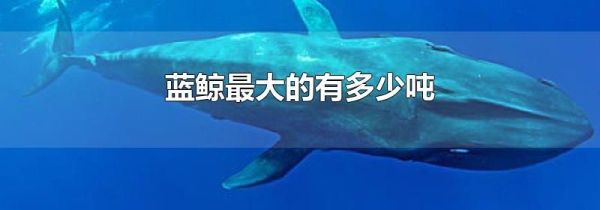 蓝鲸最大的有多少吨