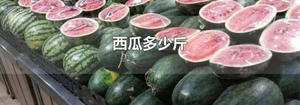 西瓜多少斤