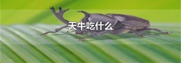 天牛吃什么