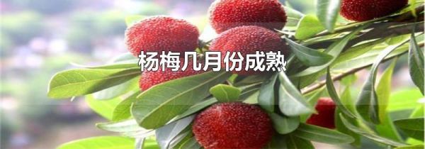 杨梅几月份成熟