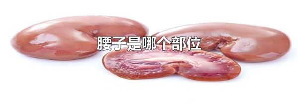 腰子是哪个部位