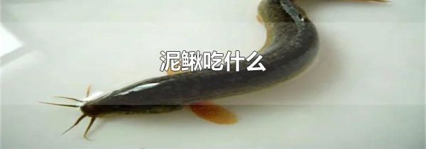 泥鳅吃什么
