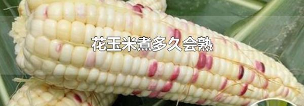 花玉米煮多久会熟