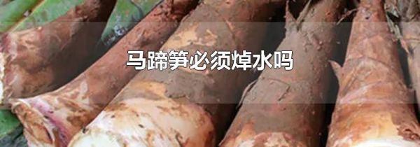 马蹄笋必须焯水吗