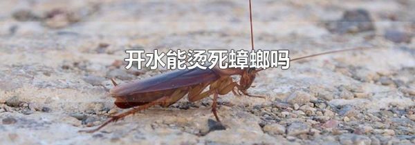 开水能烫死蟑螂吗