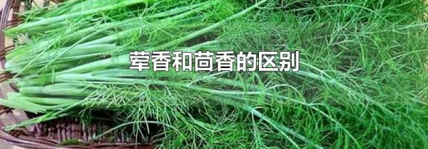 荤香和茴香的区别