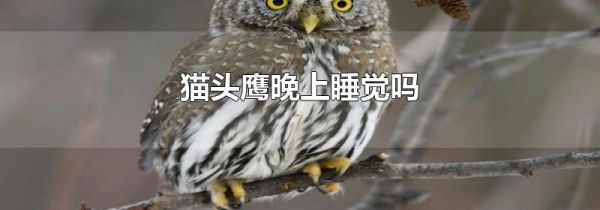 猫头鹰晚上睡觉吗