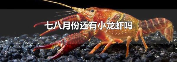 七八月份还有小龙虾吗