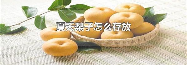 夏天梨子怎么存放