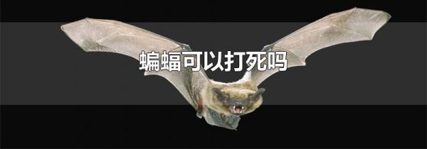 蝙蝠可以打死吗