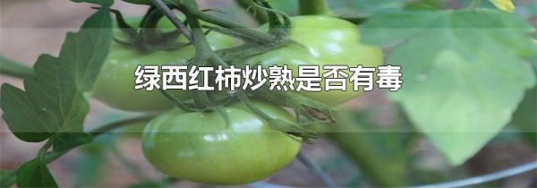 绿西红柿炒熟是否有毒