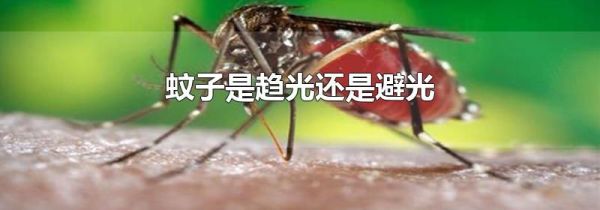 蚊子是趋光还是避光