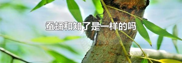 蚕蛹和知了是一样的吗