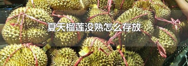 夏天榴莲没熟怎么存放
