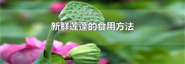 新鲜莲蓬的食用方法