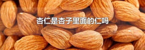 杏仁是杏子里面的仁吗