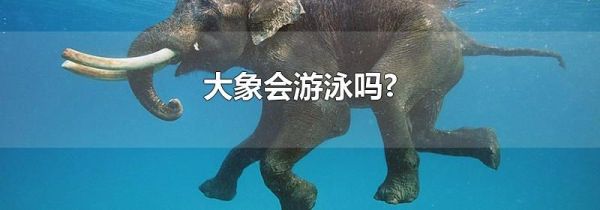 大象会游泳吗?