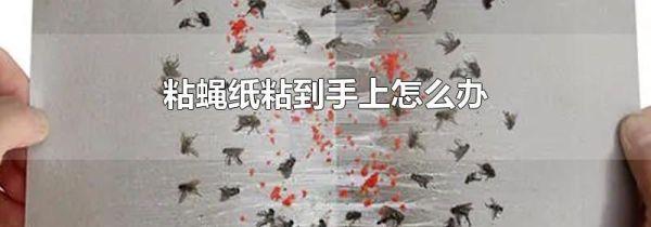 粘蝇纸粘到手上怎么办