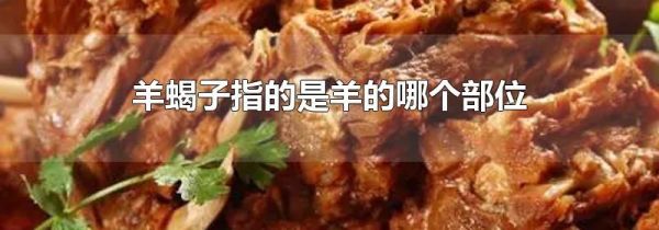 羊蝎子指的是羊的哪个部位