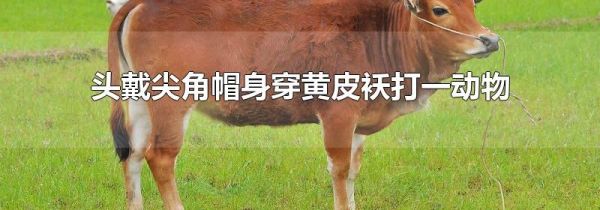 头戴尖角帽身穿黄皮袄打一动物
