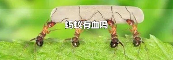 蚂蚁有血吗