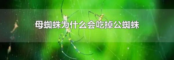 母蜘蛛为什么会吃掉公蜘蛛