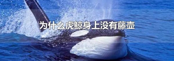 为什么虎鲸身上没有藤壶