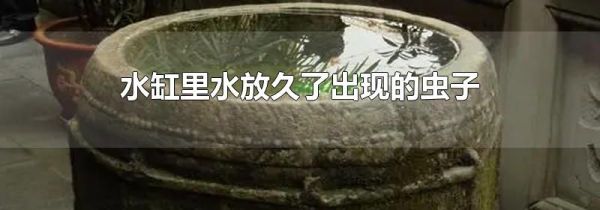 水缸里水放久了出现的虫子