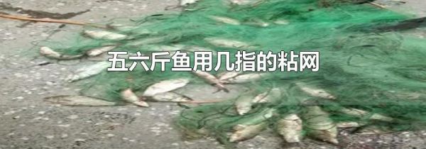 五六斤鱼用几指的粘网