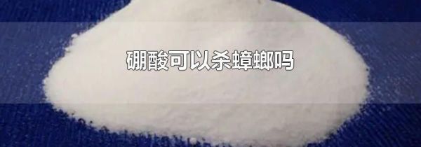 硼酸可以杀蟑螂吗