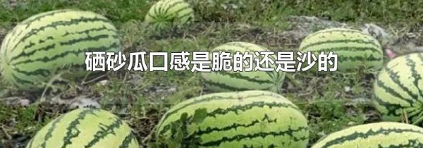 硒砂瓜口感是脆的还是沙的