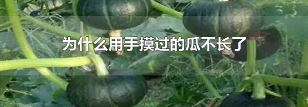 为什么用手摸过的瓜不长了