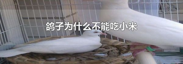 鸽子为什么不能吃小米
