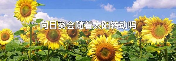 向日葵会随着太阳转动吗