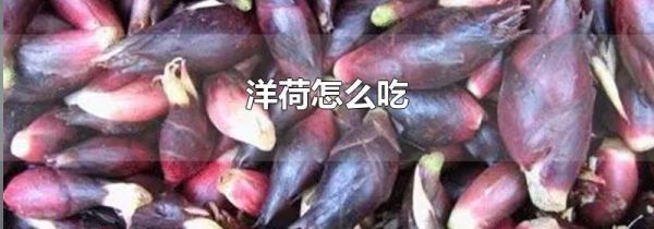 洋荷怎么吃