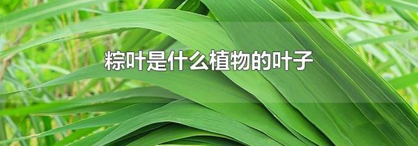 粽叶是什么植物的叶子